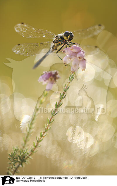 Schwarze Heidelibelle / black darter / DV-02812