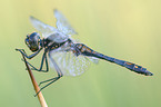 Schwarze Heidelibelle