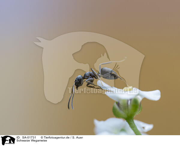 Schwarze Wegameise / black garden ant / SA-01731