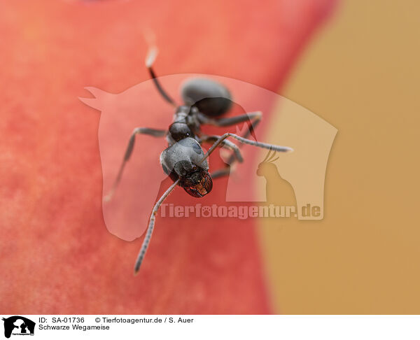 Schwarze Wegameise / black garden ant / SA-01736