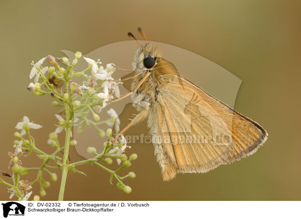 Schwarzkolbiger Braun-Dickkopffalter / Essex skipper / DV-02332