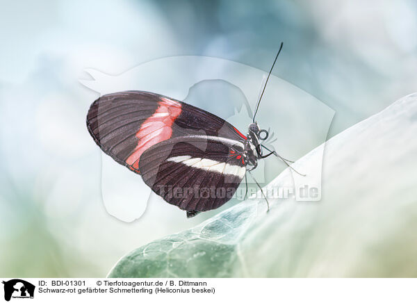 Schwarz-rot gefrbter Schmetterling (Heliconius beskei) / BDI-01301
