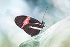 Schwarz-rot gefärbter Schmetterling (Heliconius beskei)