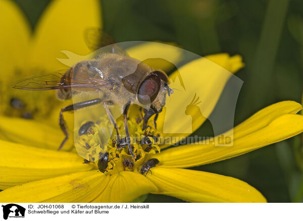 Schwebfliege und Kfer auf Blume / hoverfly / JOH-01068