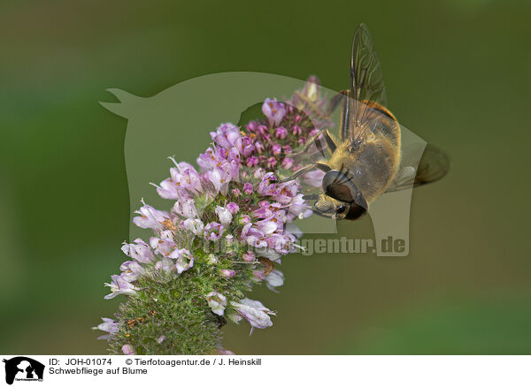 Schwebfliege auf Blume / JOH-01074