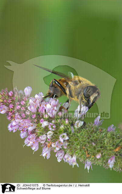 Schwebfliege auf Blume / hoverfly / JOH-01075