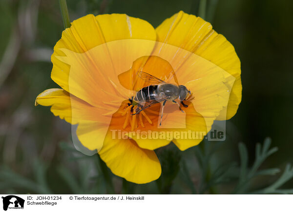 Schwebfliege / hoverfly / JOH-01234