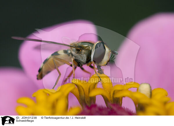 Schwebfliege / hoverfly / JOH-01238