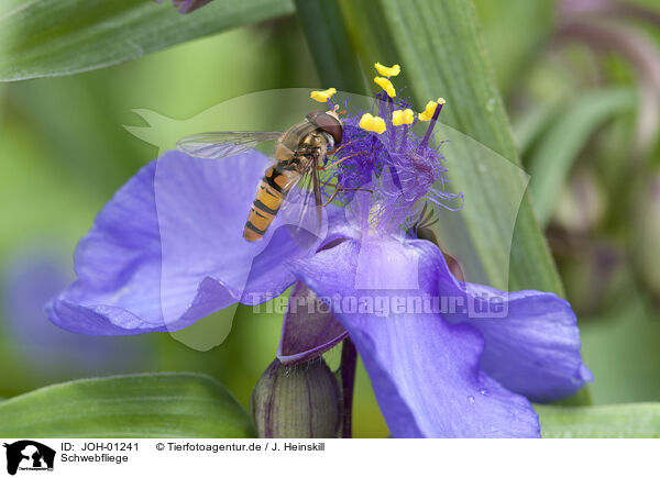Schwebfliege / hoverfly / JOH-01241
