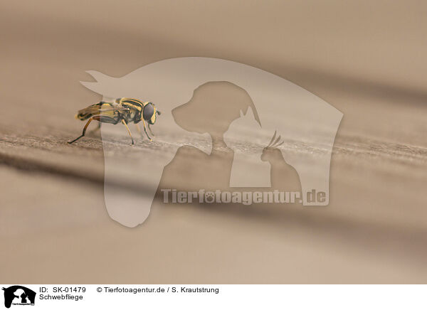 Schwebfliege / Hoverfly / SK-01479