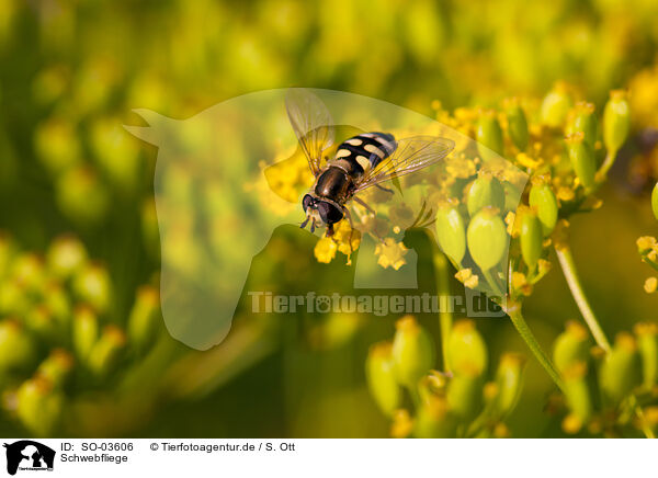 Schwebfliege / hoverfly / SO-03606