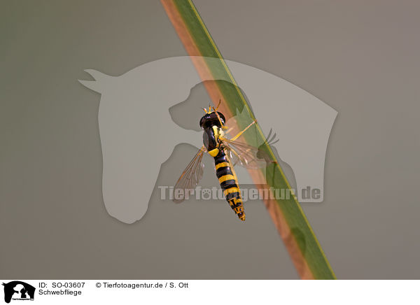 Schwebfliege / SO-03607