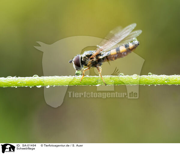 Schwebfliege / SA-01494