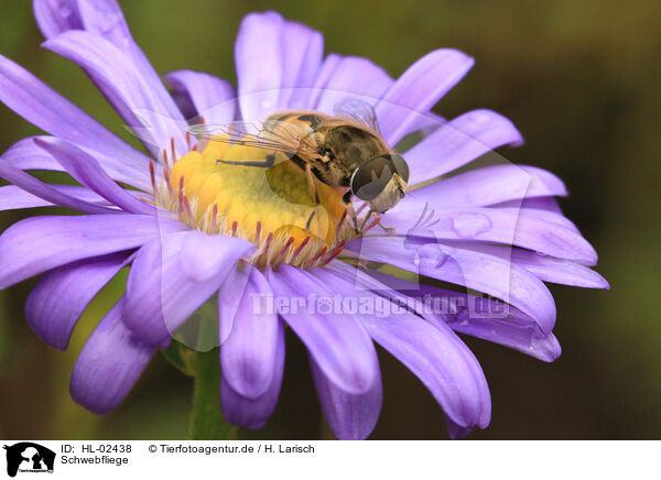 Schwebfliege / hoverfly / HL-02438