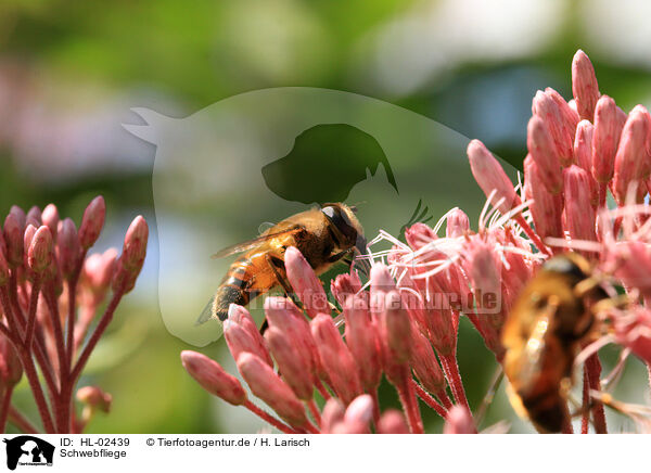 Schwebfliege / hoverfly / HL-02439