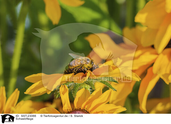 Schwebfliege / hoverfly / SST-23066