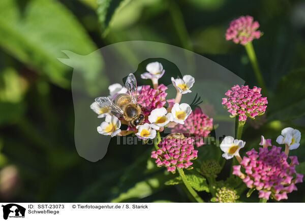 Schwebfliege / hoverfly / SST-23073