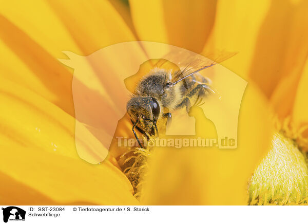 Schwebfliege / hoverfly / SST-23084