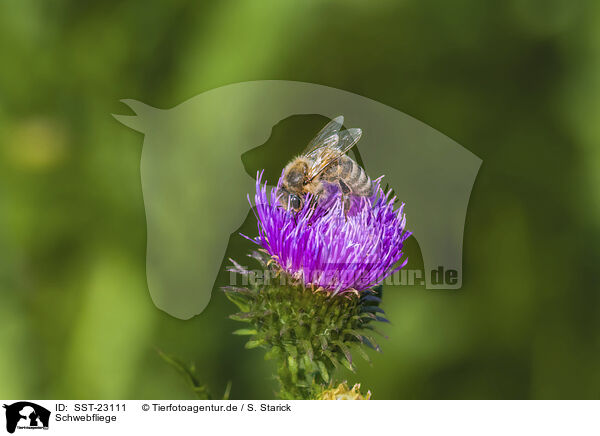 Schwebfliege / hoverfly / SST-23111