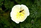 Schwebfliege auf Blte