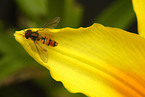 Schwebfliege auf Blte