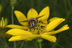 Schwebfliege auf Blume