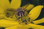 Schwebfliege und Kfer auf Blume