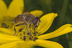 Schwebfliege und Kfer auf Blume