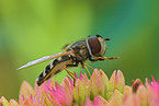 Schwebfliege auf Blume