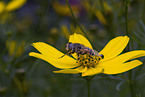 Schwebfliege auf Blume