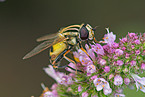 Schwebfliege auf Blume