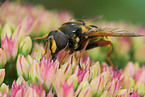 Schwebfliege auf Blume