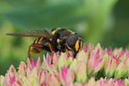 Schwebfliege auf Blume