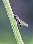 Schwebfliege