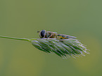 Schwebfliege