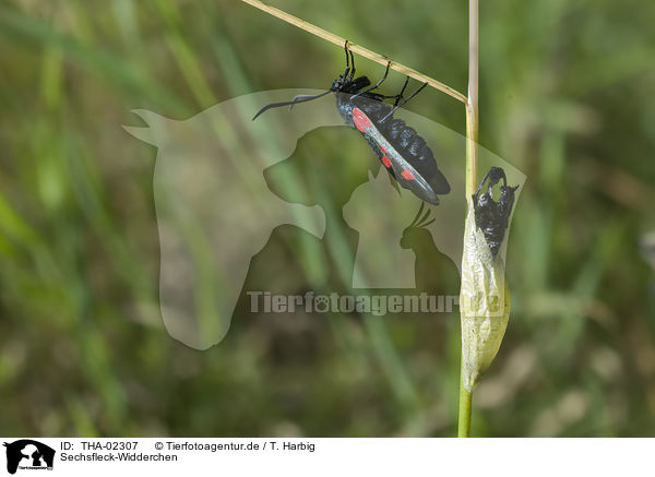 Sechsfleck-Widderchen / six-spot burnet moth / THA-02307