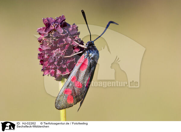 Sechsfleck-Widderchen / Six-spot Burnet / HJ-02262