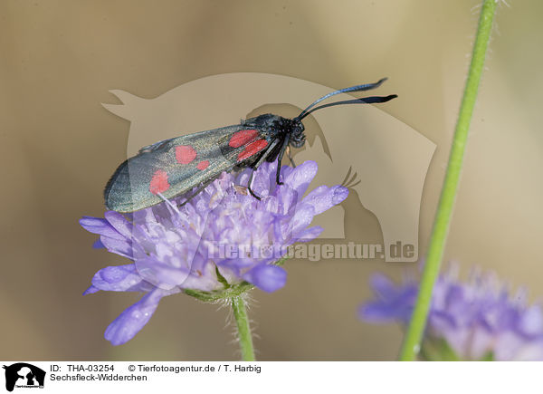 Sechsfleck-Widderchen / six-spot burnet moth / THA-03254