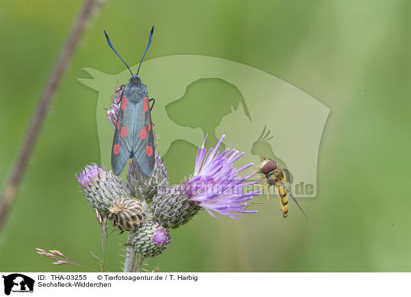 Sechsfleck-Widderchen / six-spot burnet moth / THA-03255