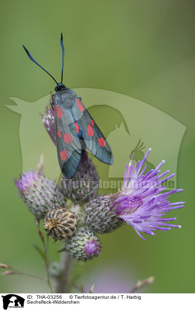 Sechsfleck-Widderchen / six-spot burnet moth / THA-03256