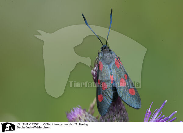 Sechsfleck-Widderchen / six-spot burnet moth / THA-03257