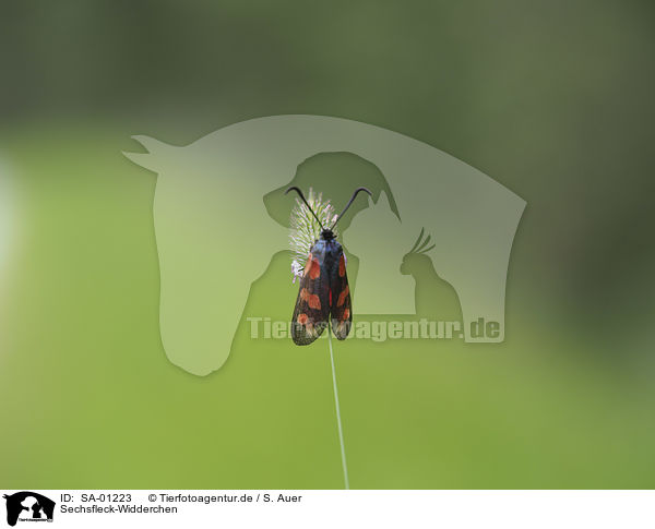 Sechsfleck-Widderchen / Six-spot Burnet / SA-01223