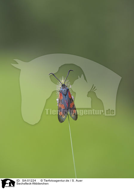 Sechsfleck-Widderchen / Six-spot Burnet / SA-01224