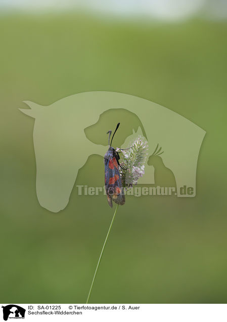 Sechsfleck-Widderchen / Six-spot Burnet / SA-01225