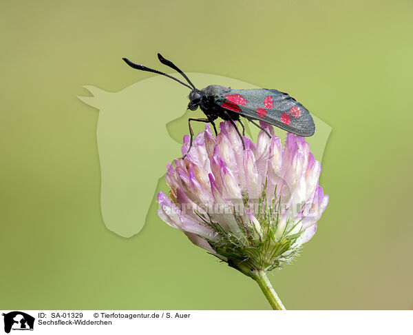 Sechsfleck-Widderchen / Six-spot Burnet / SA-01329