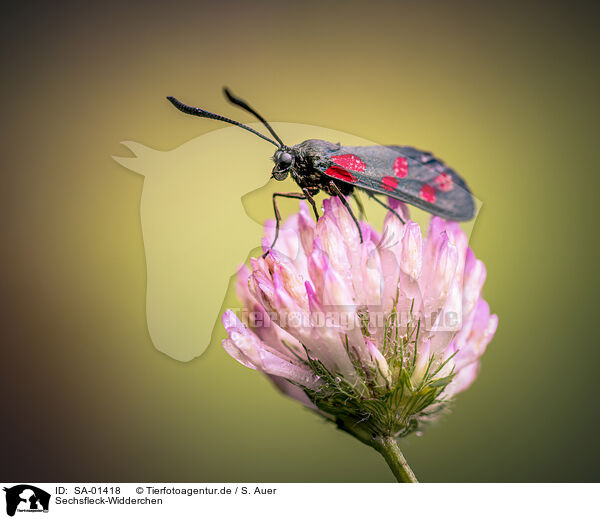 Sechsfleck-Widderchen / six-spot burnet / SA-01418