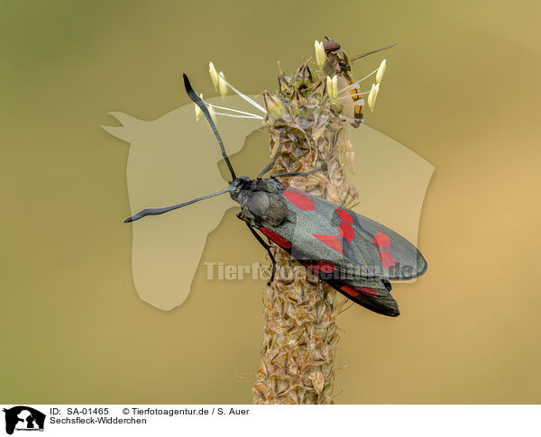 Sechsfleck-Widderchen / six-spot burnet / SA-01465