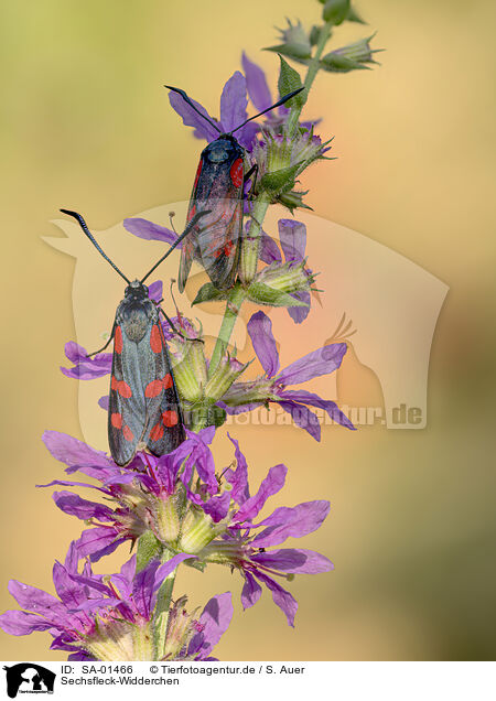 Sechsfleck-Widderchen / six-spot burnet / SA-01466