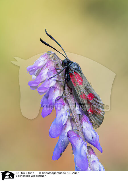 Sechsfleck-Widderchen / six-spot burnet / SA-01515