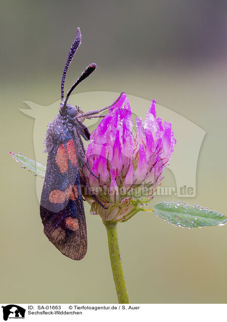 Sechsfleck-Widderchen / six-spot burnet / SA-01663